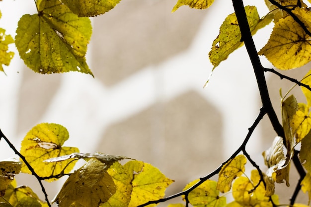 Gele bladeren aan boomtakken met dauwdruppels