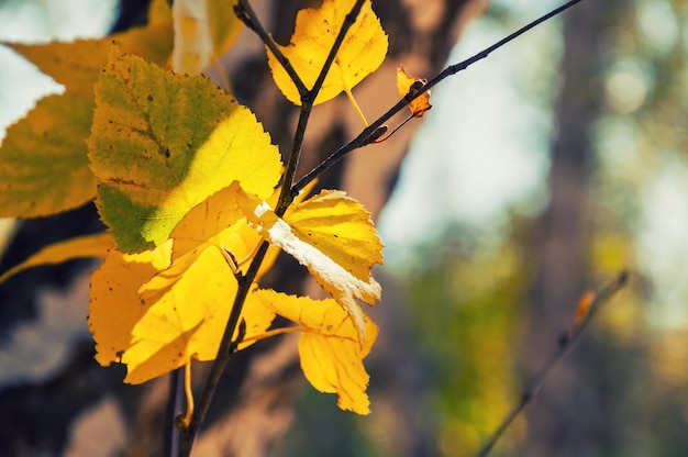 Gele bladeren aan de berkenboom in de herfstbos. Prachtig herfstlandschap