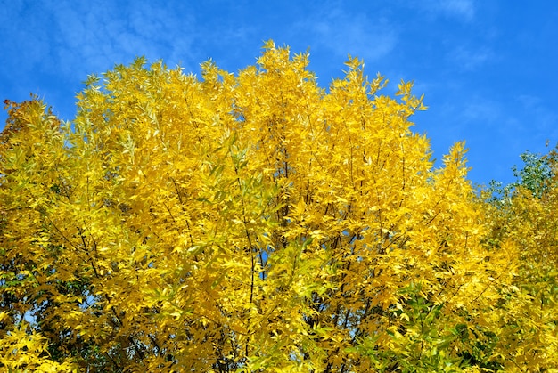 Gele bladeren aan herfstbomen tegen de blauwe lucht