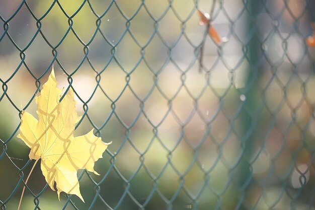 gele bladeren bokeh seizoensgebonden achtergrond / mooie herfstbladeren gele takken abstracte achtergrond, bladval concept