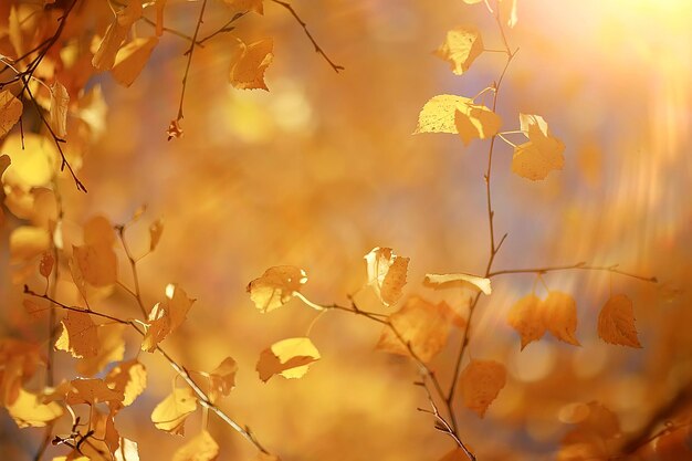 gele bladeren bokeh seizoensgebonden achtergrond / mooie herfstbladeren gele takken abstracte achtergrond, bladval concept