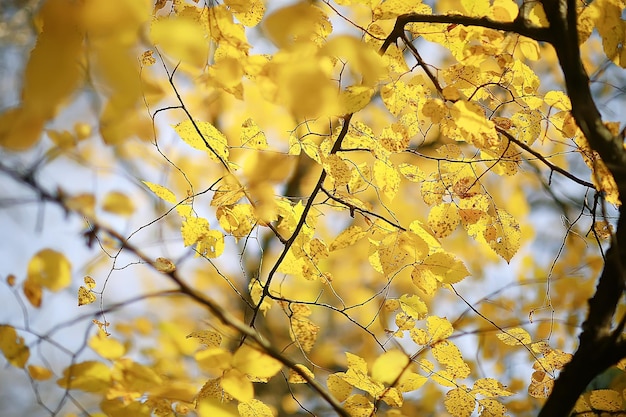 gele bladeren bokeh seizoensgebonden achtergrond / mooie herfstbladeren gele takken abstracte achtergrond, bladval concept