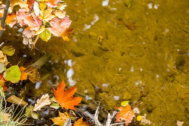 Gele bladeren drijven in het water November Seizoenswisseling