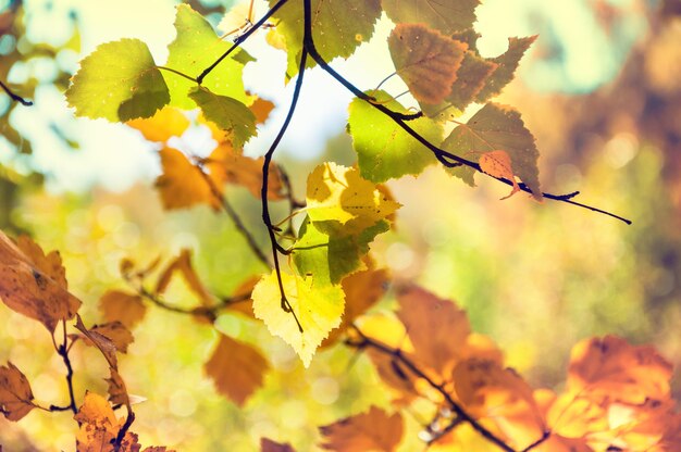 Gele bladeren in de herfstbos. Selectieve focus