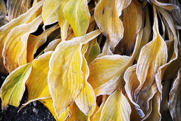 Gele bladeren in de vorst - de eerste herfstvorst