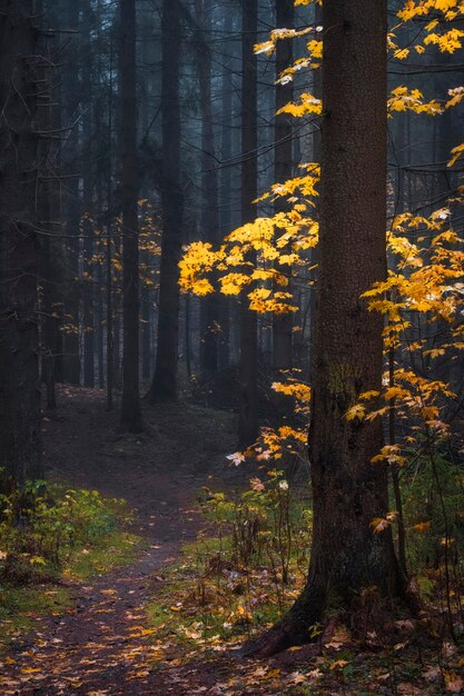 Gele bladeren in een somber mistig bos