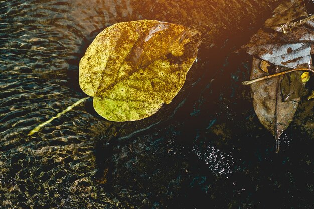 gele bladeren onder water