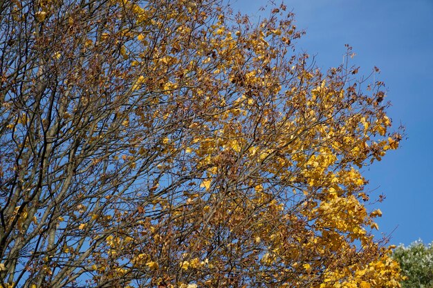 Gele bladeren op boomtakken in de herfst