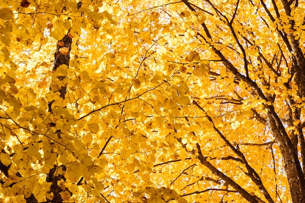 Gele bladeren op de kronen van bomen achtergrond