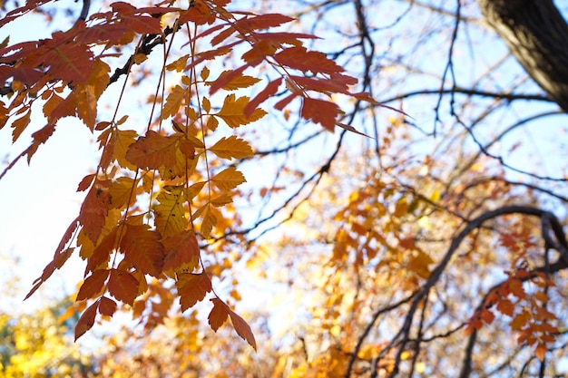 Gele bladeren op een tak in de close-up van het de herfstpark