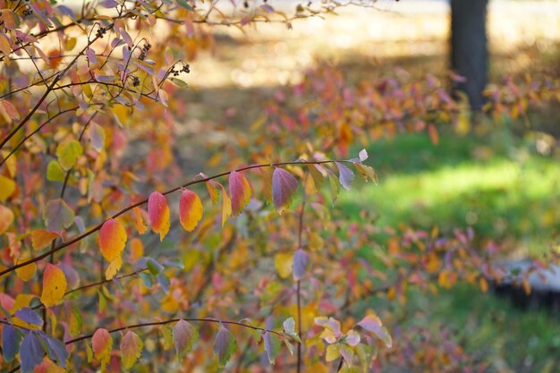 Gele bladeren op een tak in de close-up van het de herfstpark