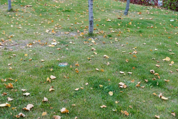 Gele bladeren op groen gras