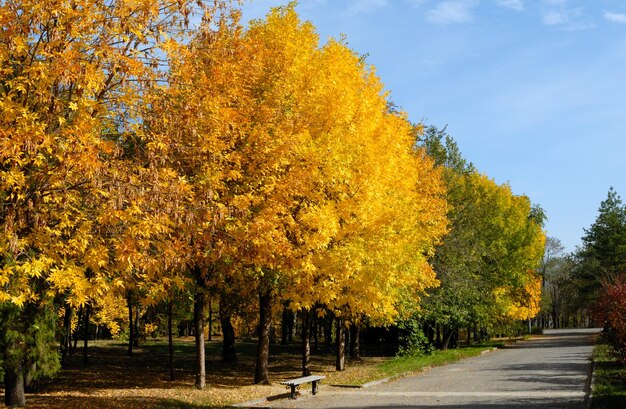 Foto gele bladeren op herfstbomen tegen de blauwe hemel