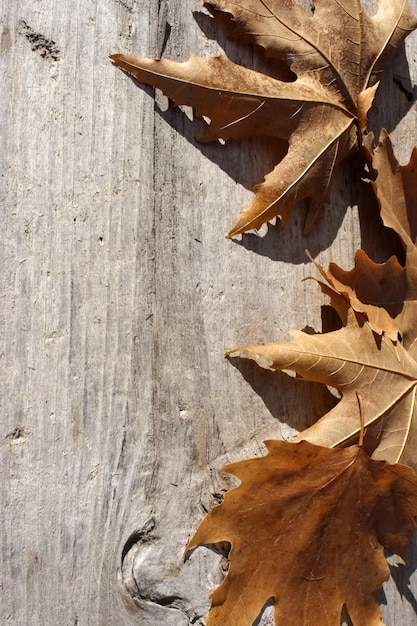 gele bladeren op hout