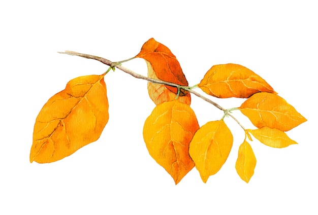 Gele bladeren op tak. Aquarel herfst botanische illustratie