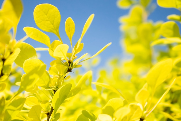 Gele bladeren plant