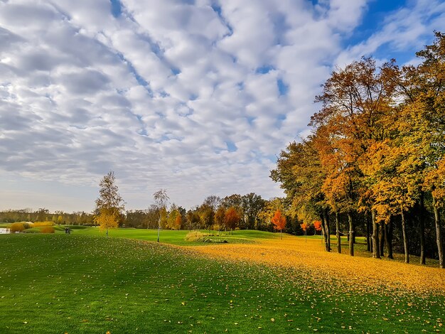 Gele bladval, weide in de herfstpark