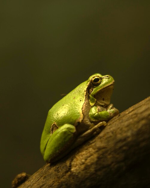 Gele blauwe hagedis Pantherchameleon zit op een grote tak