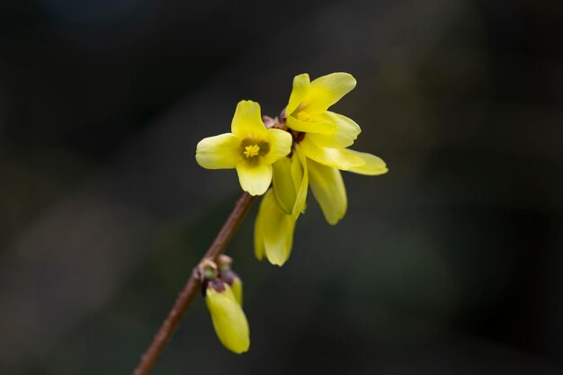 Gele bloeiende Forsythia bloemen in het voorjaar dichtbijForsythia intermedia of border forsythia is een sierbladige struik van tuin oorsprong