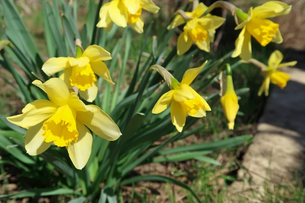 Gele bloeiende gele narcissen op de achtergrond van de aarde