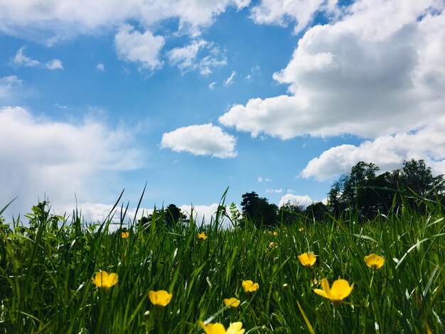 Foto gele bloeiende planten op het veld tegen de lucht