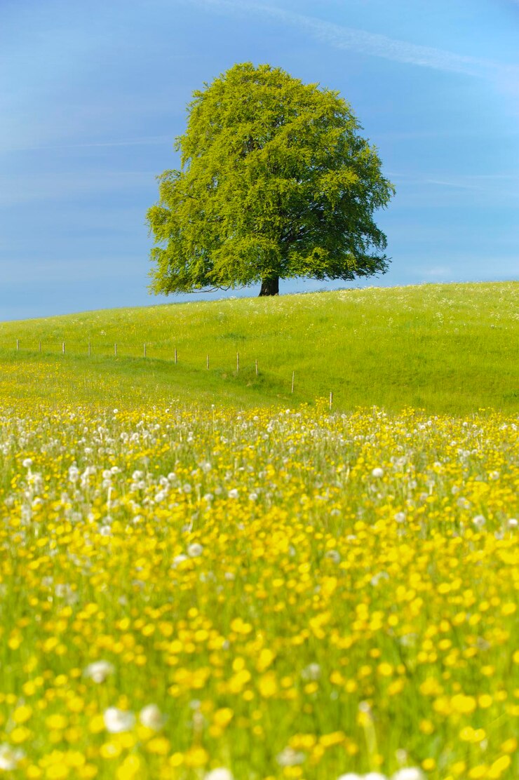 Foto gele bloeiende planten op het veld tegen de lucht