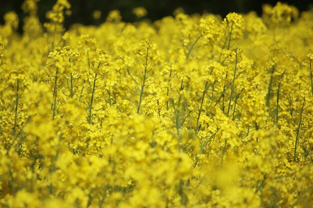 Foto gele bloeiende planten op het veld