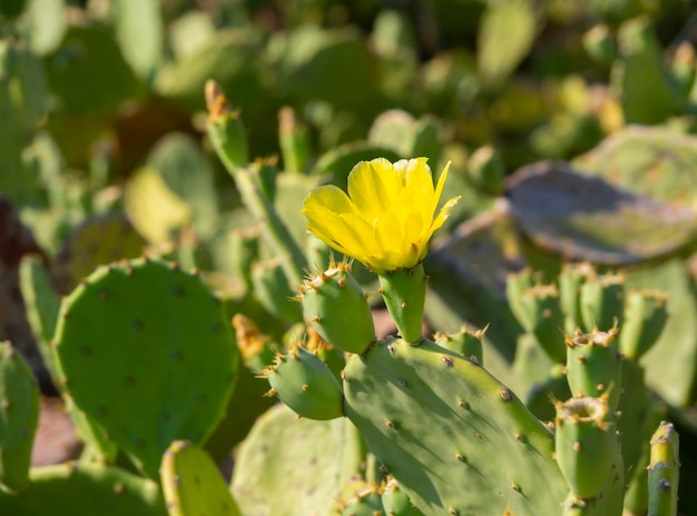 Gele bloem Cactusvijgcactus Opuntia op een zonnige dag in Griekenland