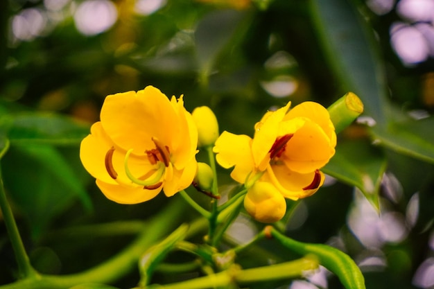 Foto gele bloem die je op de berg kunt vinden