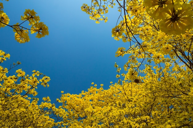 Gele bloem en blauwe hemel, Mooie conc natuur te bloeien