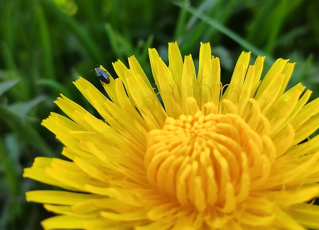 gele bloem en vlieg