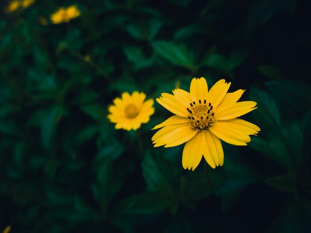 Gele bloem en wazige achtergrond in de groene en frisse tuin