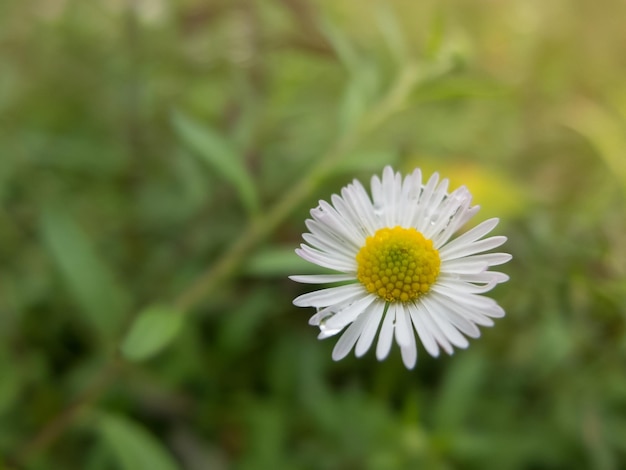 Foto gele bloem en wazige achtergrond in de groene en frisse tuin