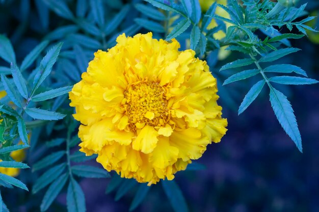 Gele bloem goudsbloem op een groene achtergrond