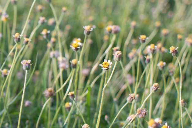 gele bloem in de tuin