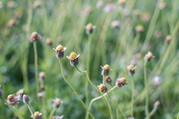 gele bloem in de tuin