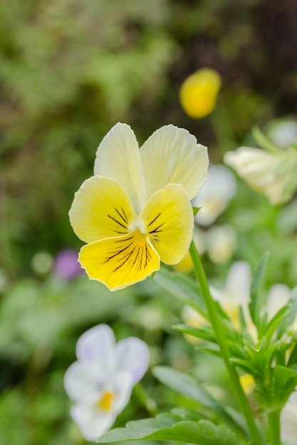 gele bloem in de tuin