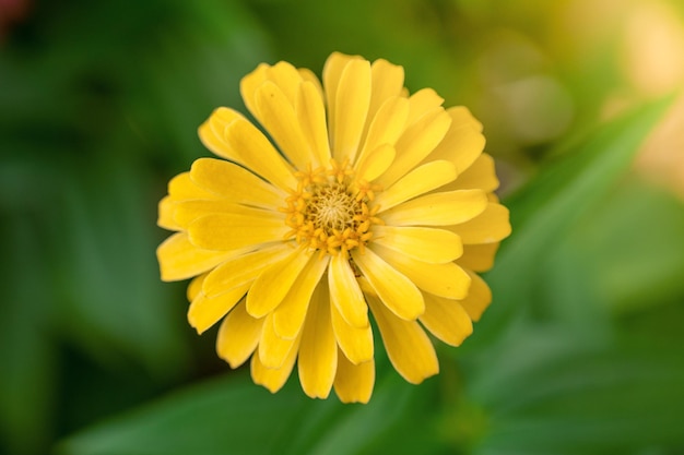 gele bloem in de tuin