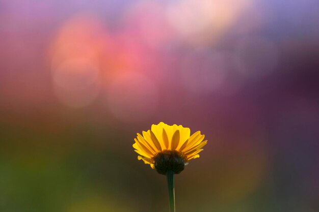 Gele bloem in de tuin