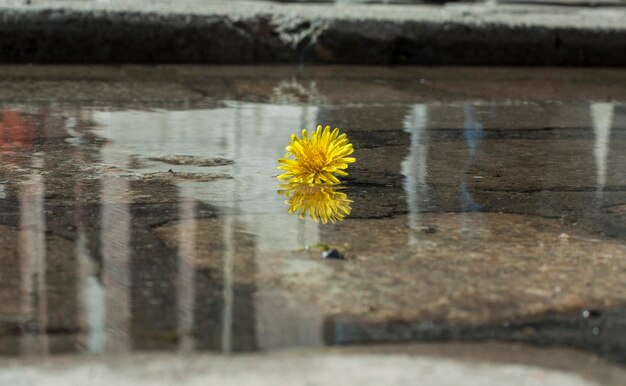 Foto gele bloem in een plas op straat.