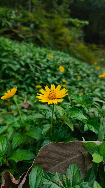 Foto gele bloem in het bos