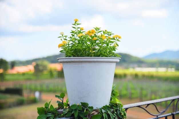 Gele bloem in witte pot op in openlucht en landbouwgrond