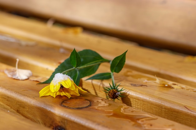 Gele bloem ligt op een houten bankje