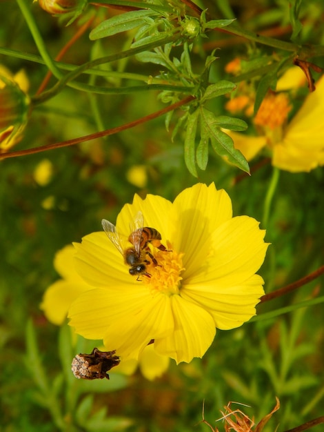 Gele bloem met bij