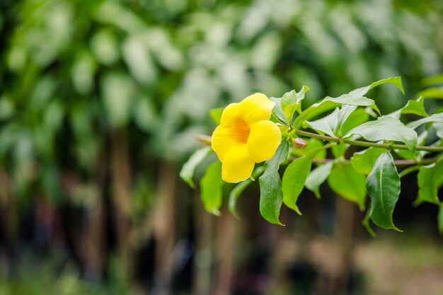 Gele bloem op boom