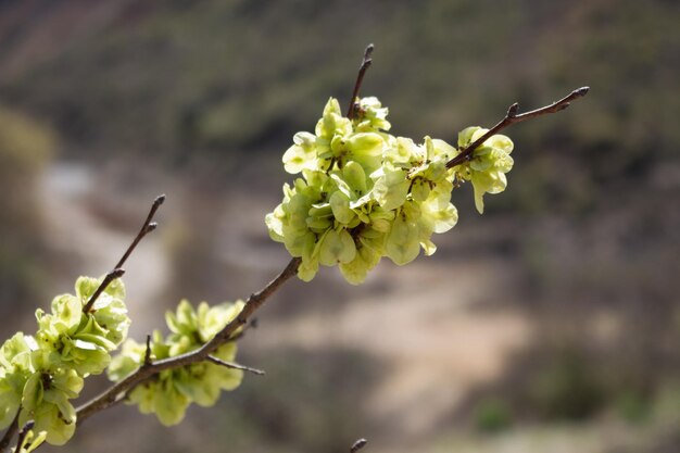 Gele bloem op de weg