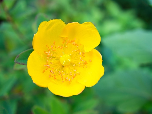 Gele bloem op een groene weide in close-up met bokeh Bloemen foto