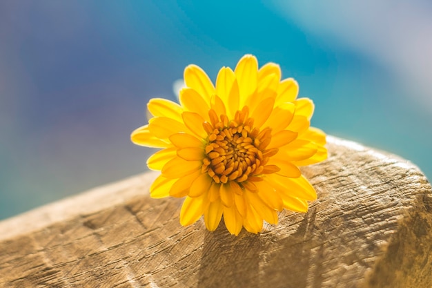 Gele bloem op een mooie blauwe wazige achtergrond