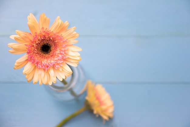 Gele bloem op heldere blauwe houten achtergrond met bloemblaadjes. Zomer plat leggen.