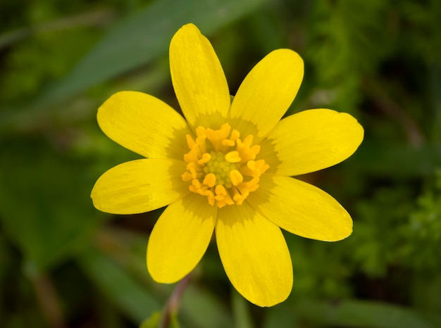 Gele bloem Ranunculus close-up